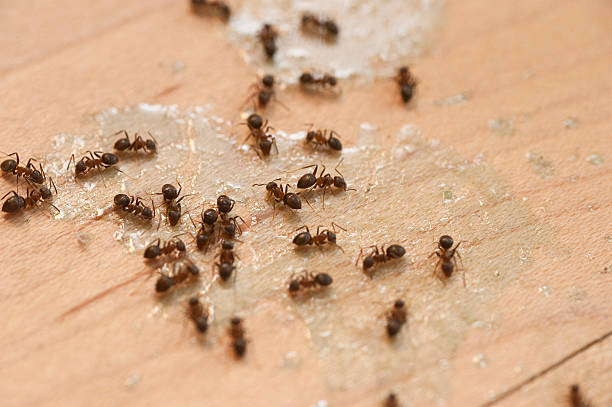 Best Cockroach Control Services  in Ridgefield, NJ